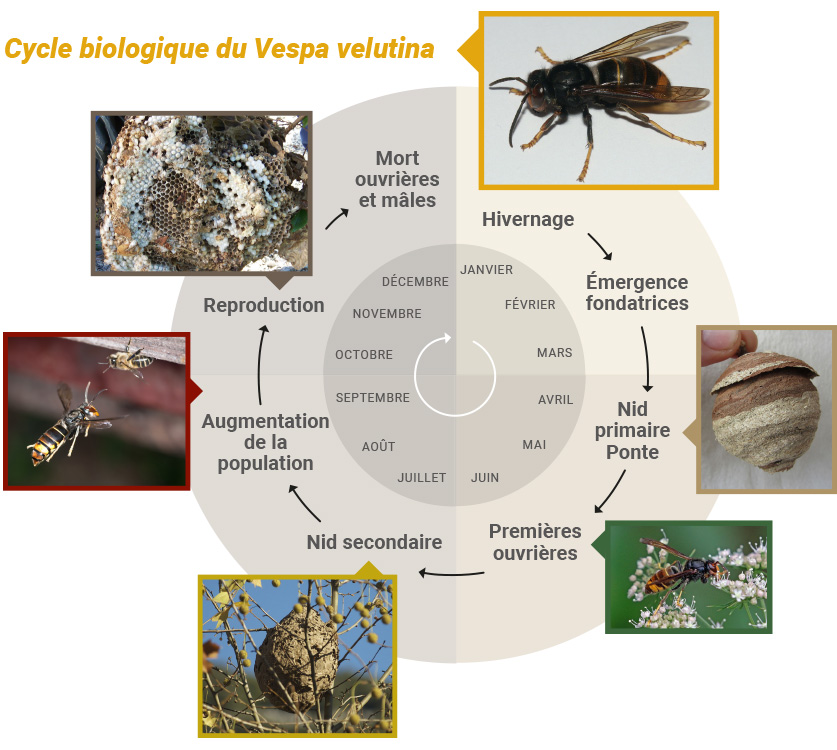 Cycle biologique du Vespa velutina